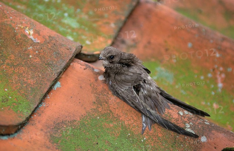 Pallid swift