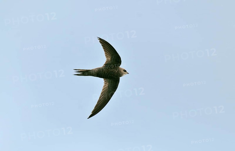 Pallid Swift