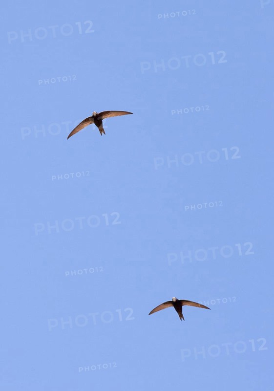 Pallid swift