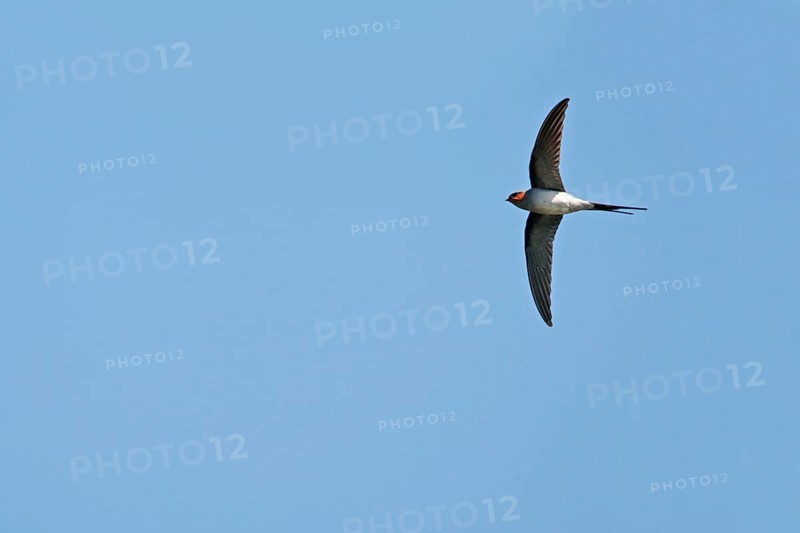 Crested Treeswift