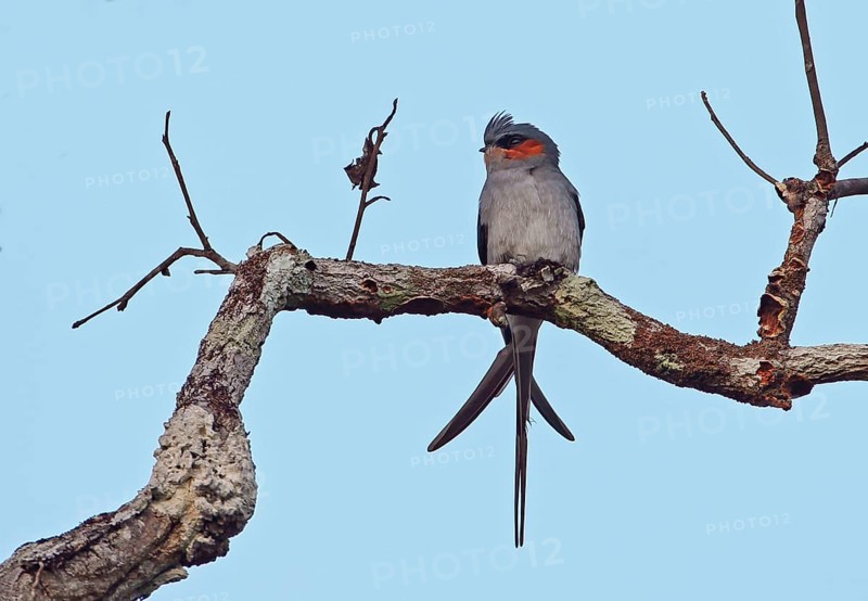 Crested Treeswift