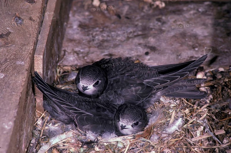 Common swift