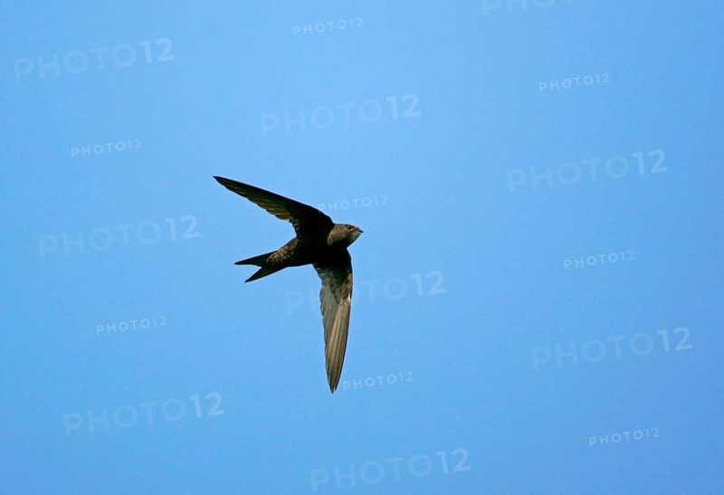 Common Swift