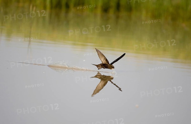Common swift
