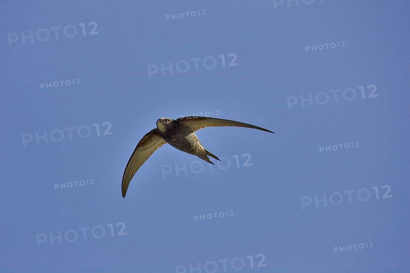 Common swift