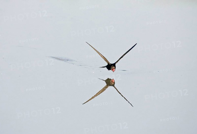 Common Swift