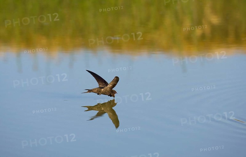 Common swift