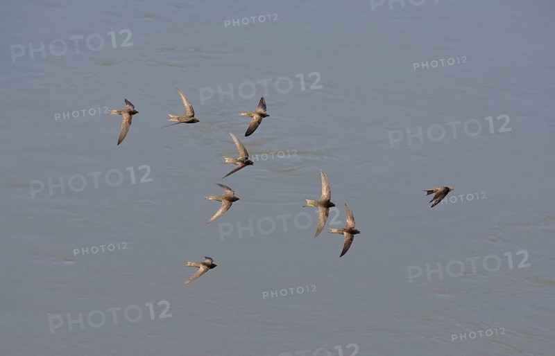Common swift