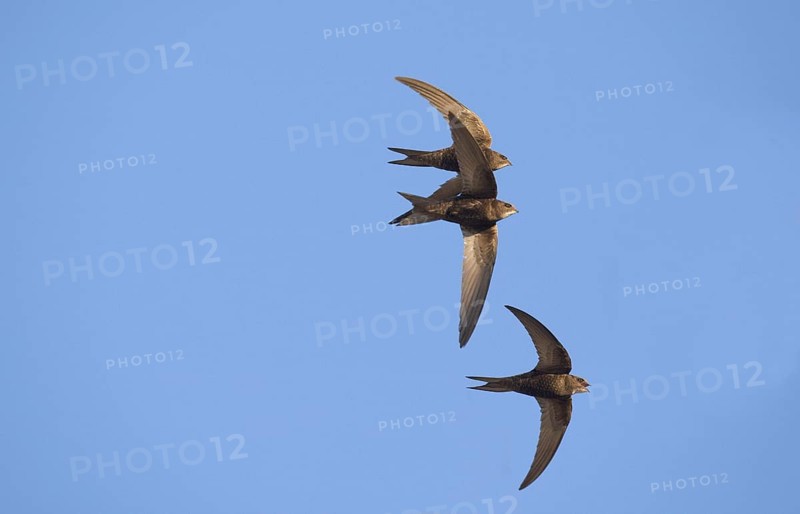 Common swift
