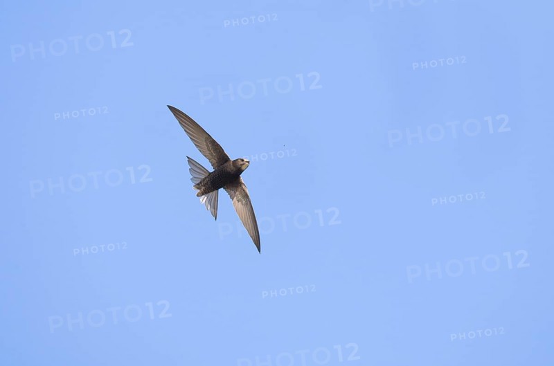 Common Swift