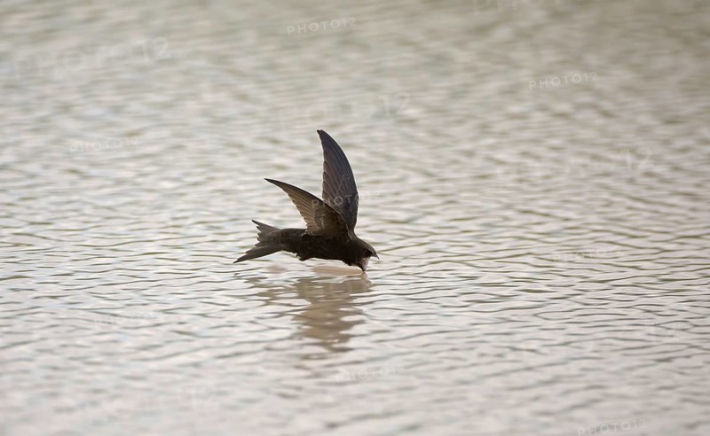 Common Swift