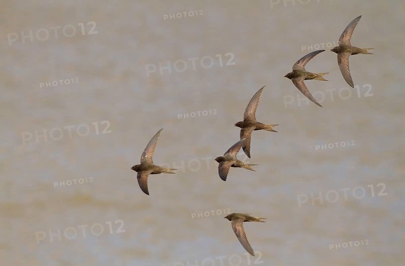 Common Swift