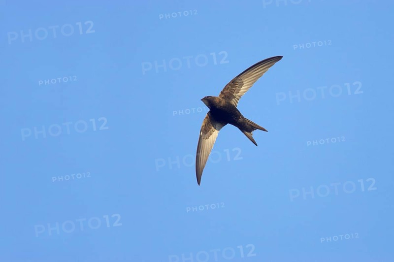 Common Swift