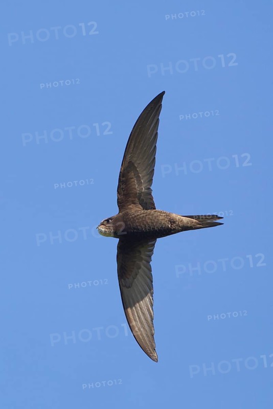 Common swift
