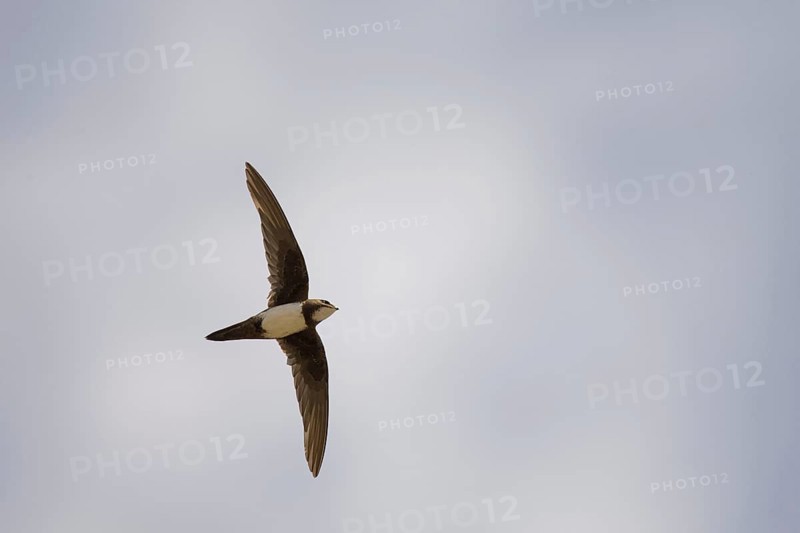 Alpine swift