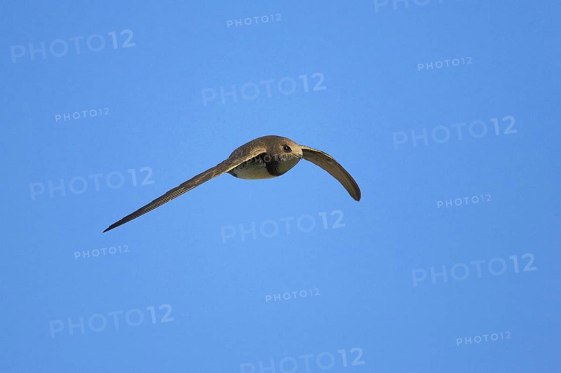 Alpine swift