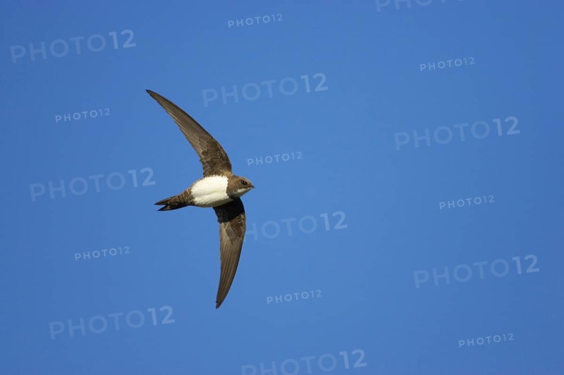 Alpine swift