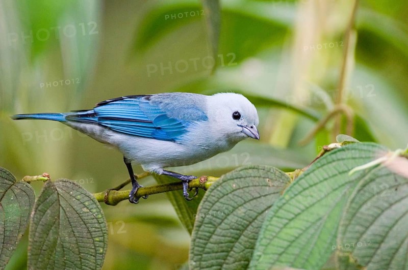Bishop's Tanager
