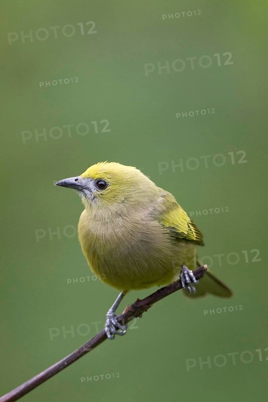 Palm Tanager