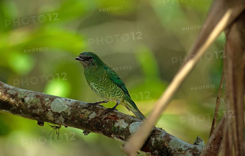 Swallow Tanager