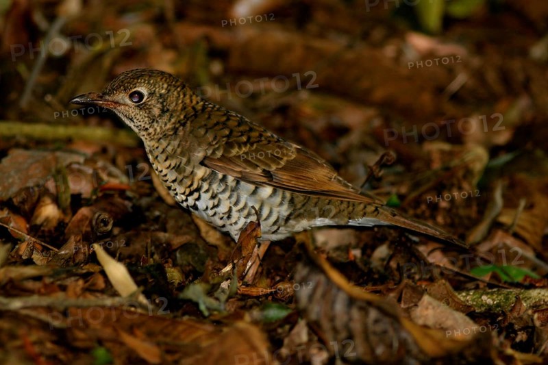 Heine's Ground Thrush