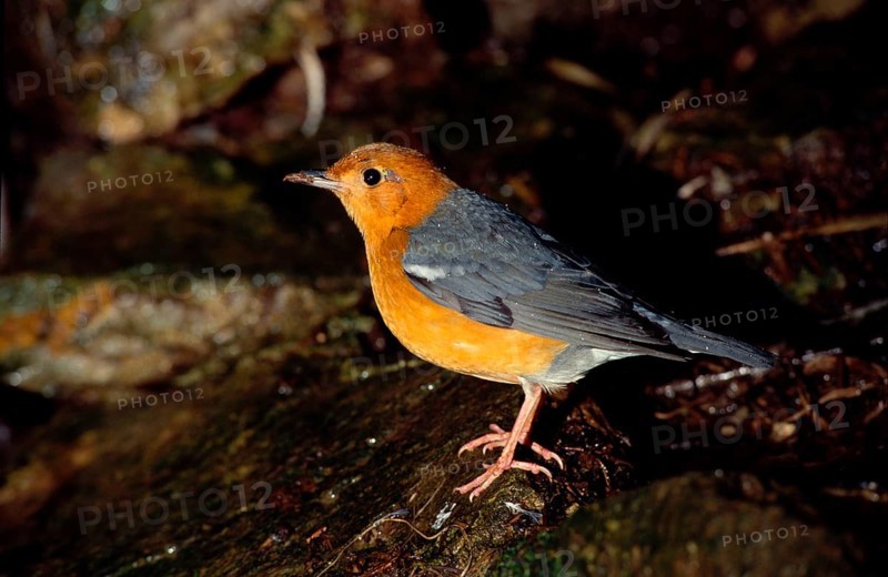 Orange-headed Ground Thrush