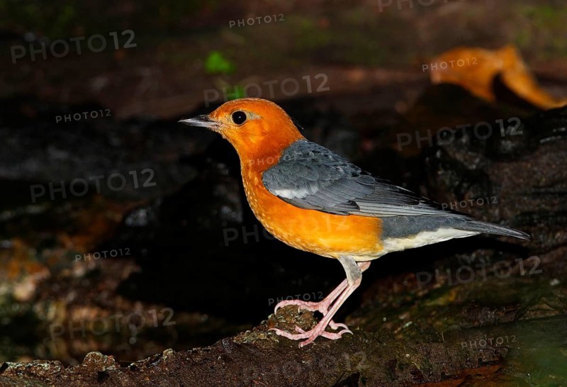 Orange-headed Thrush