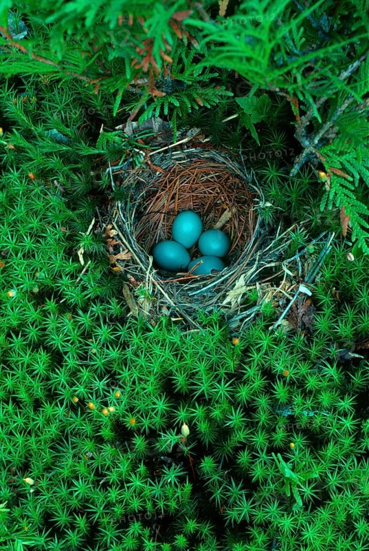 Hermit thrush