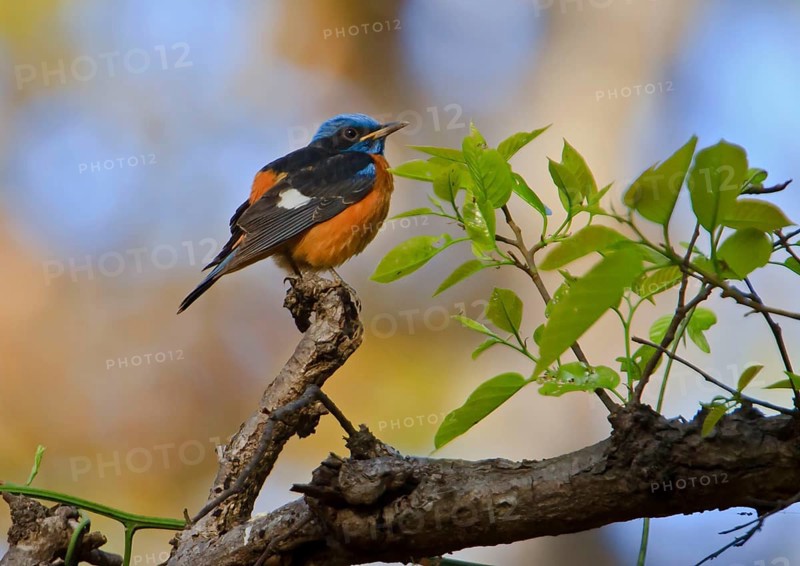 Blue-capped Robin Chat