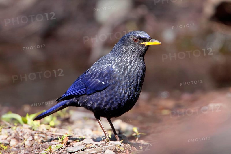 Blue Whistling-thrush