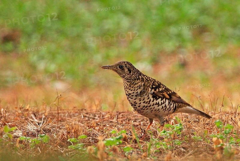 Scaly Thrush