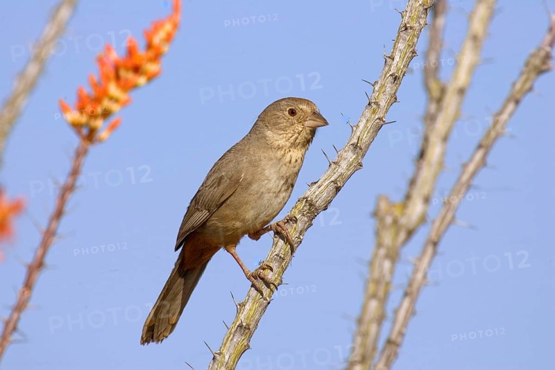 Brown Towhee Bunting