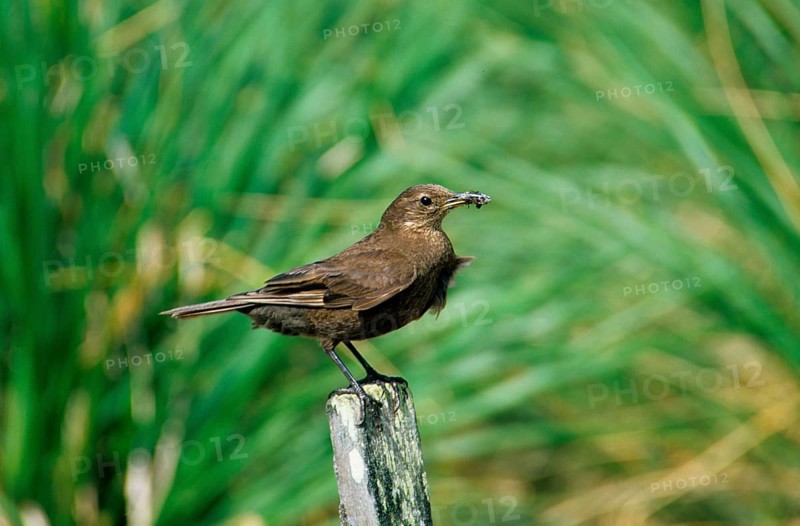 Plain Shorebird