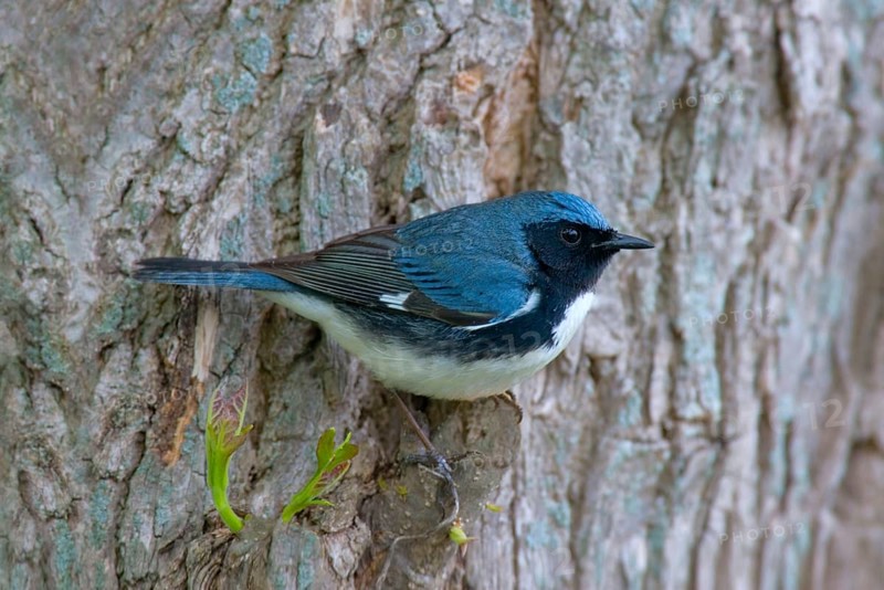 Black-throated Blue Warbler