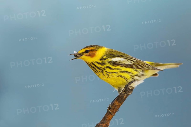 Cape May Warbler