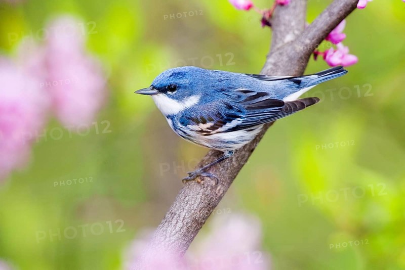 Cerulean Warbler