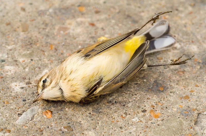 Palm Warbler
