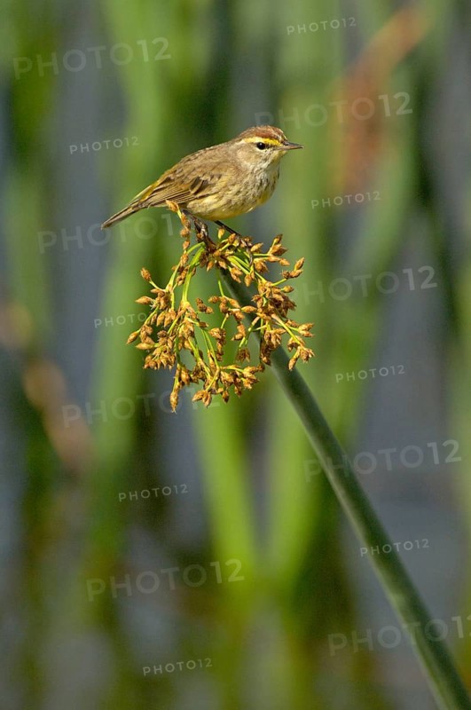 Palm Warbler