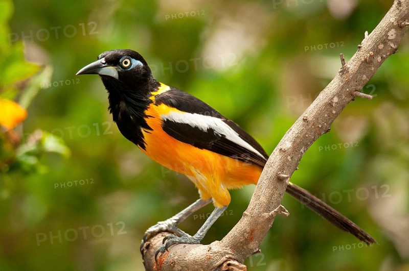 White-winged Oriole