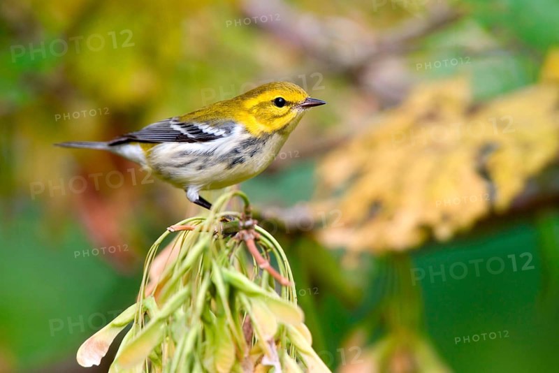 Black-throated Green Warbler
