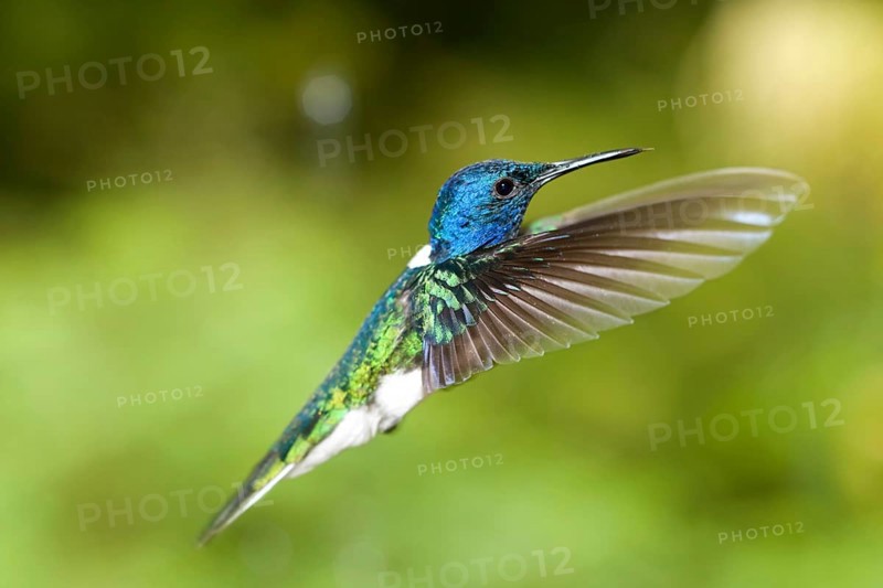 White-necked Jacobin