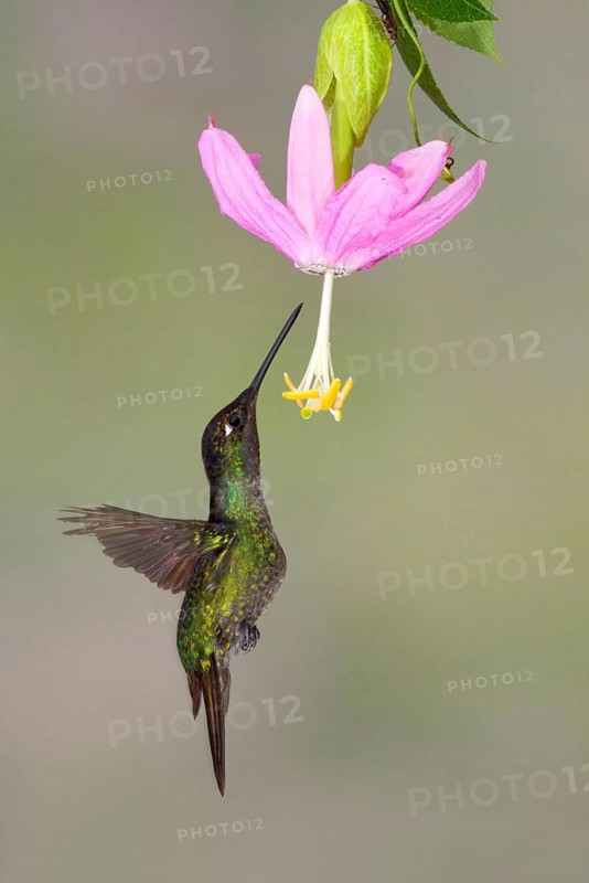 Magnificent magnificent hummingbird