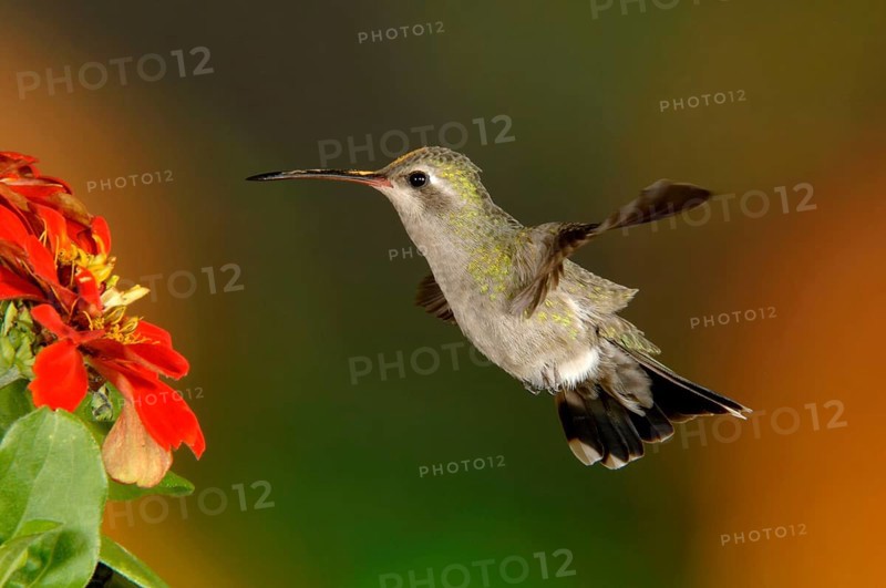 Broad-billed Hummingbird