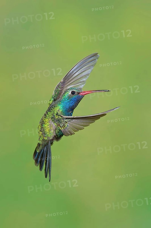 Broad-billed Hummingbird