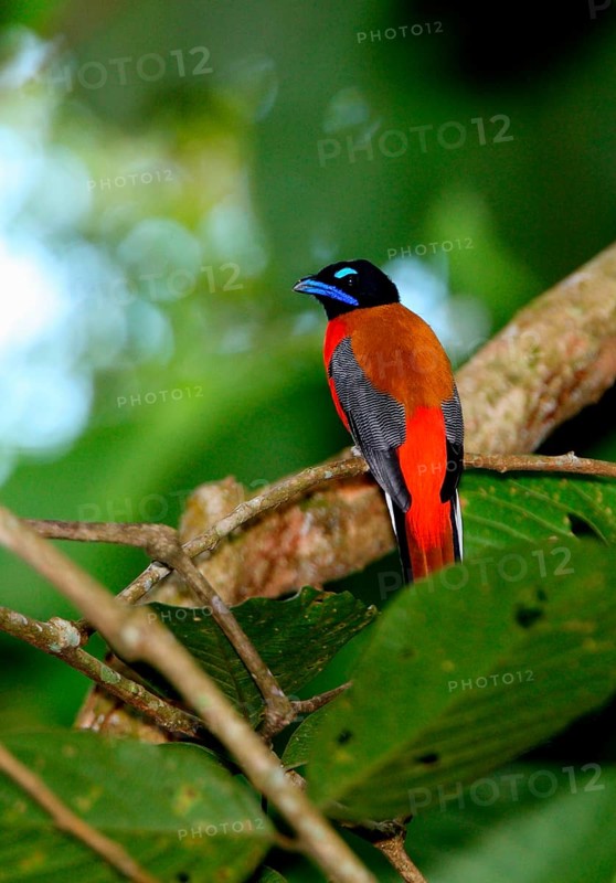 Scarlet-rumped trogon