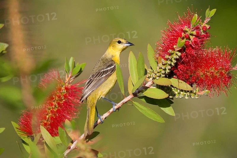 Adult female orchard oriole
