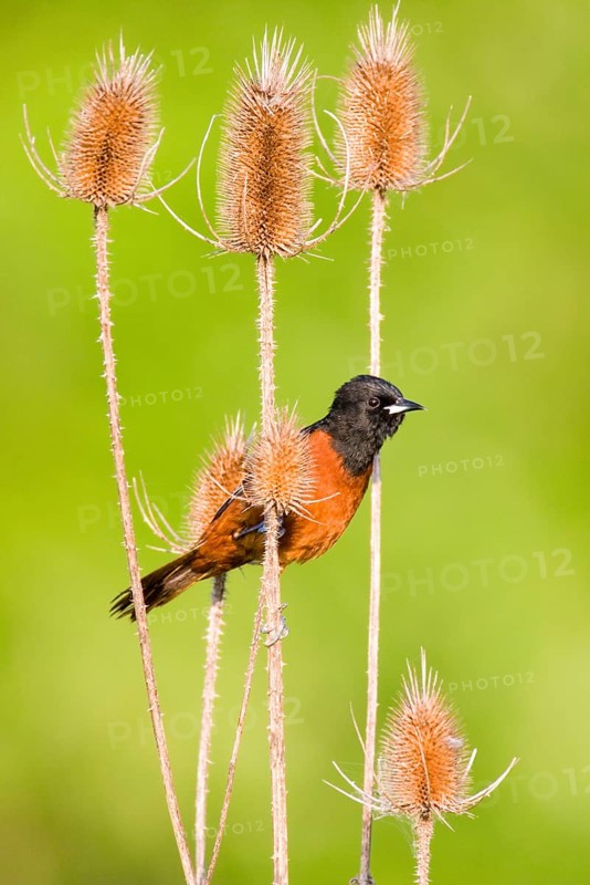 Orchard Oriole