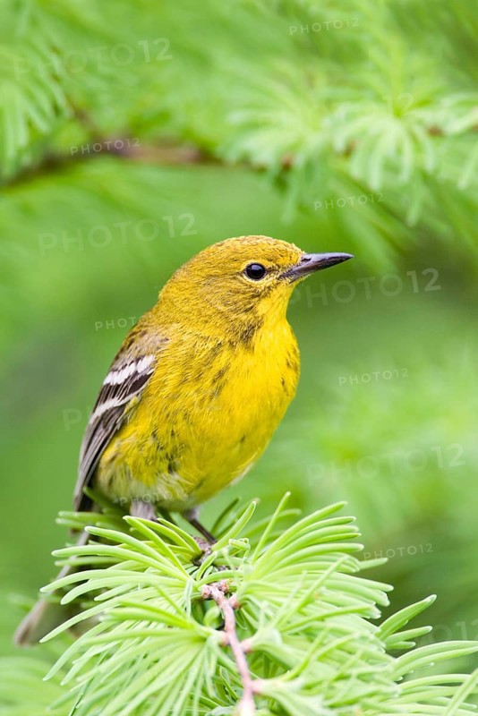 Pine warbler
