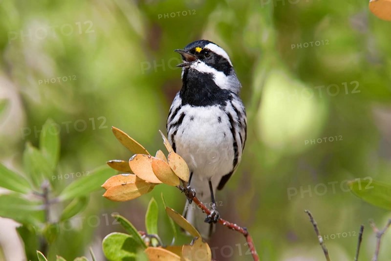 Black-throated Grey Warbler