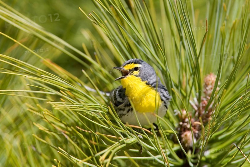 Grace's warbler